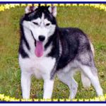 Ch, Gr.Ch, Ch.Pan, Res. BISS Vega Star's H Kee Quieh - Kwiika Ch, Gr.Ch, Ch.Pan, Res. BISS Vega Star's H Kee Quieh - Kwiika